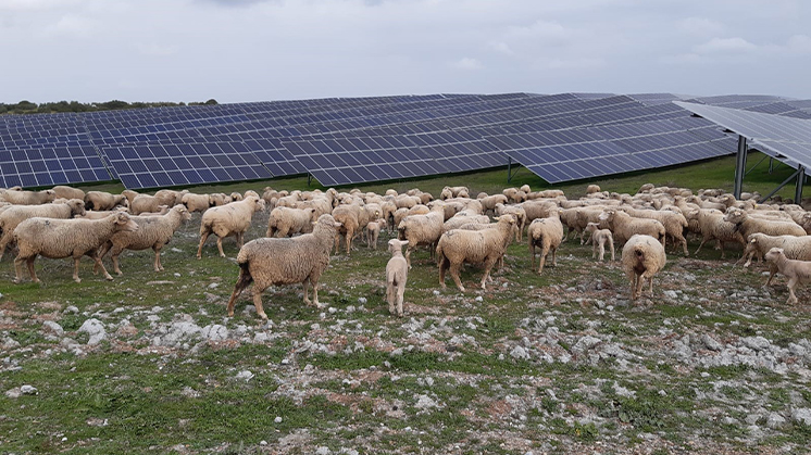Iberdrola tramita 370 MW fotovoltaicos en Peralta en Navarra.