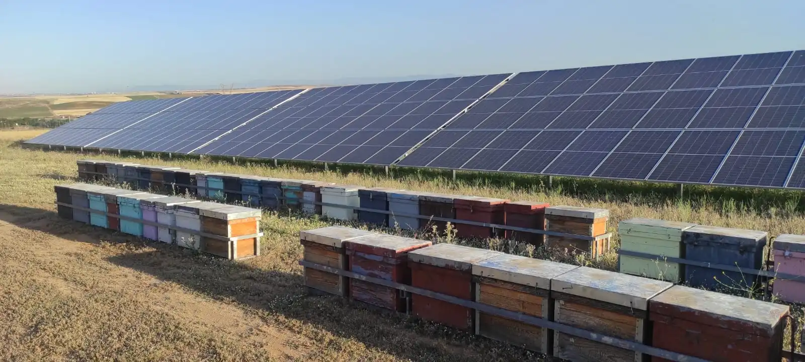 En la imagen se muestran paneles solares instalados en un campo, con colmenas de abejas ubicadas en primer plano, a lo largo del terreno. Las colmenas están alineadas en varias filas, de diferentes colores, y el campo está cubierto de vegetación. El cielo es despejado, con luz natural, lo que destaca el entorno natural.