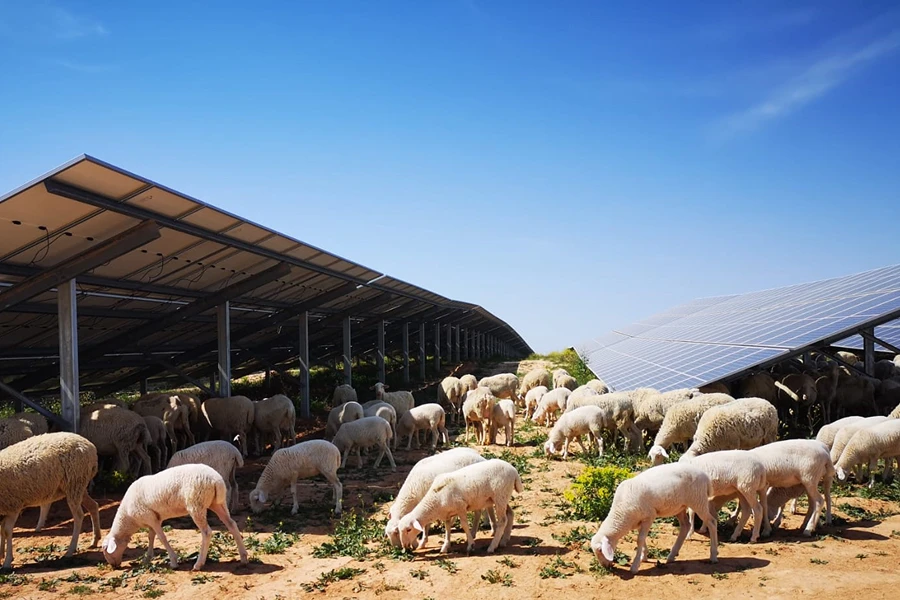 Paneles solares fotovoltaicos junto a ovejas en una instalación de energía solar agrovoltaica.